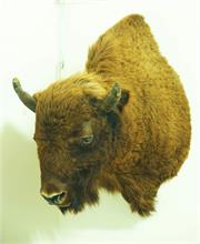 Wandtrophäe Büffel. Kopf des europäischen Bison. 
