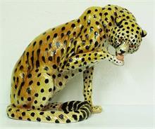 Sitzender Leopard, seine Pfote leckend.