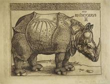Rhinocerus. nach Albrecht Dürer. Datiert   1515.
